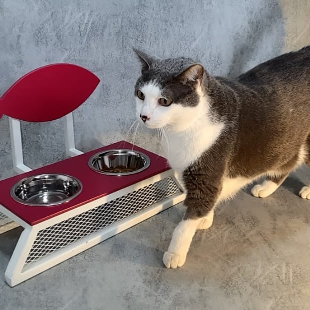 172994313_496913478012783_2767655226157505693_n